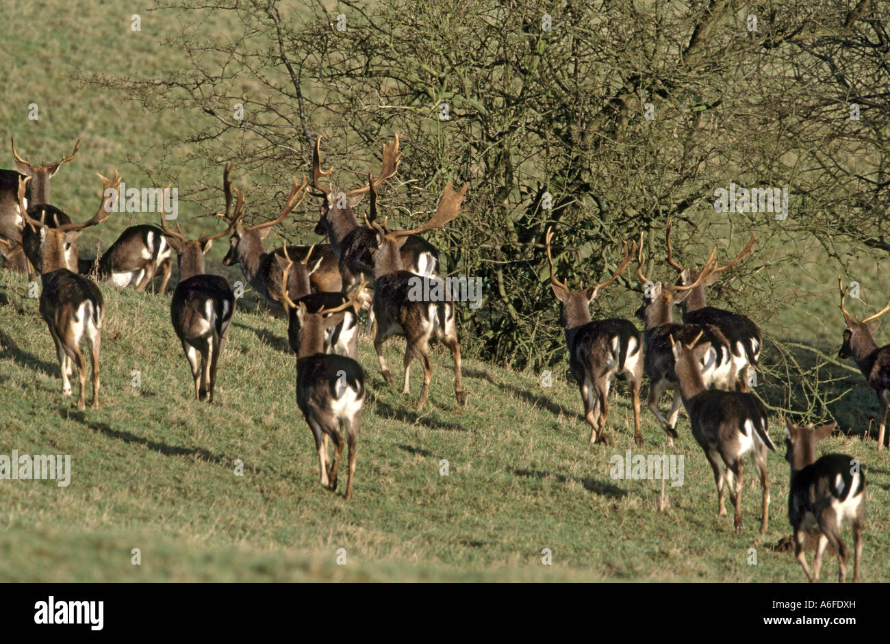 fallow deer bucks running on bredon hill worcestershire uk Stock Photo