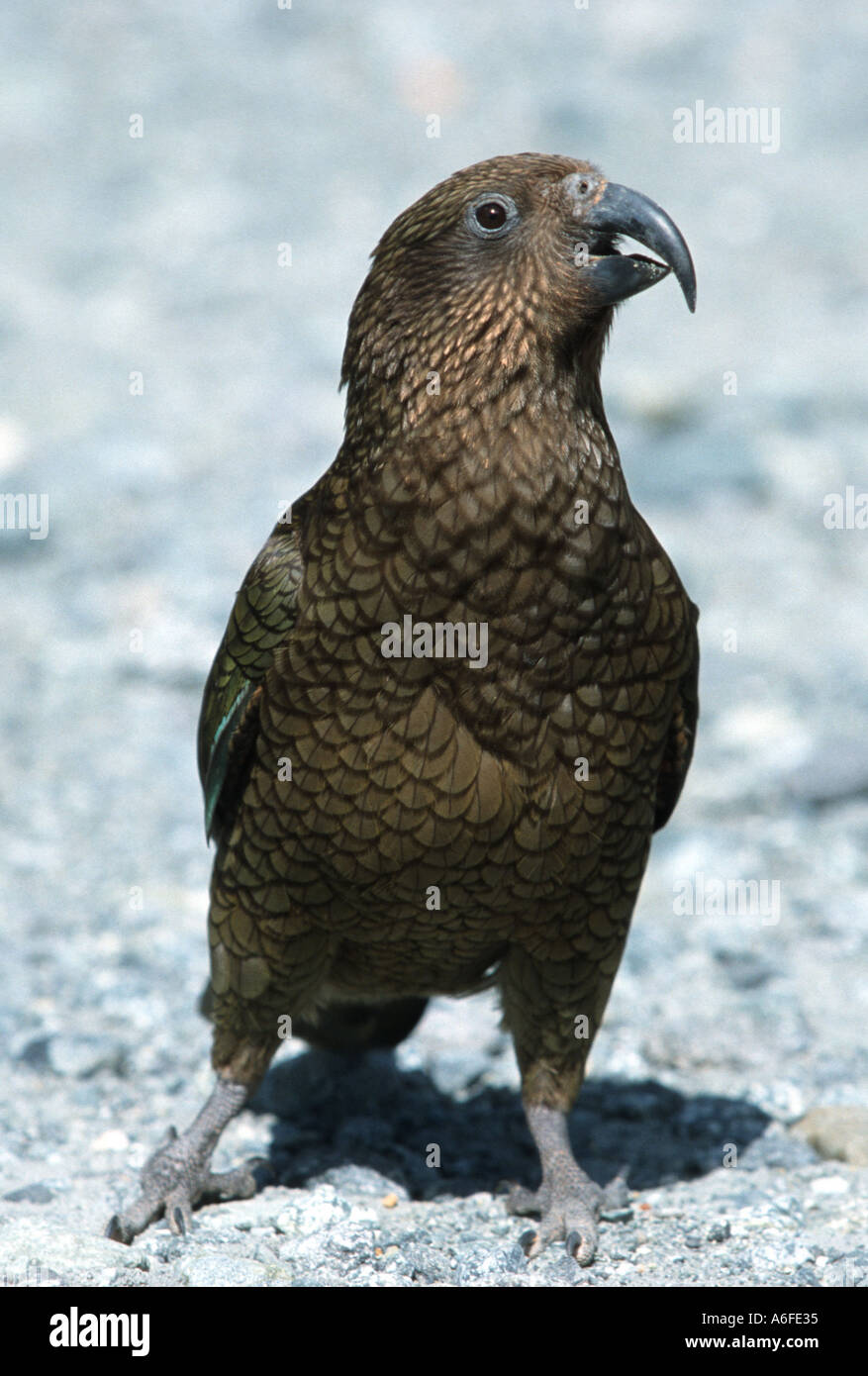 The inquisitive parrot like Kea South Island New Zealand Stock Photo