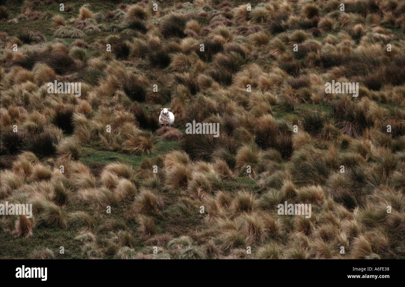 A single fat happy sheep amid tussock grass in New Zealand Steward Island Stock Photo
