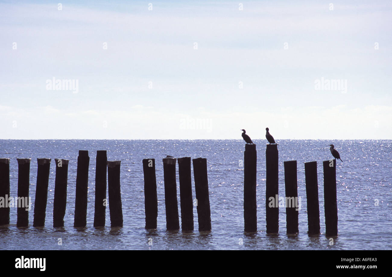 cormorants stand on posts Stock Photo