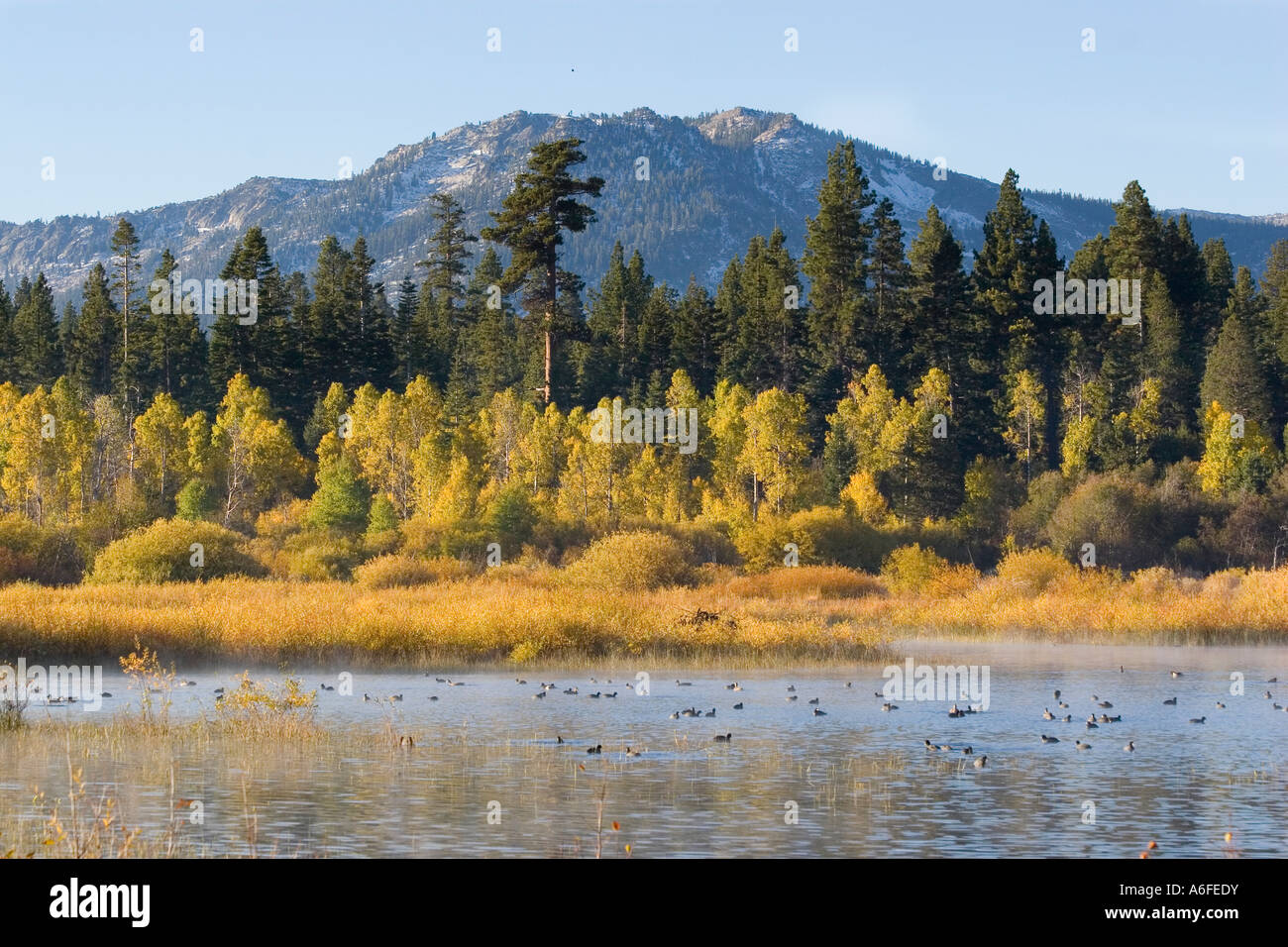 A mountain and yellow aspen trees reflecting in Lake Tahoe in