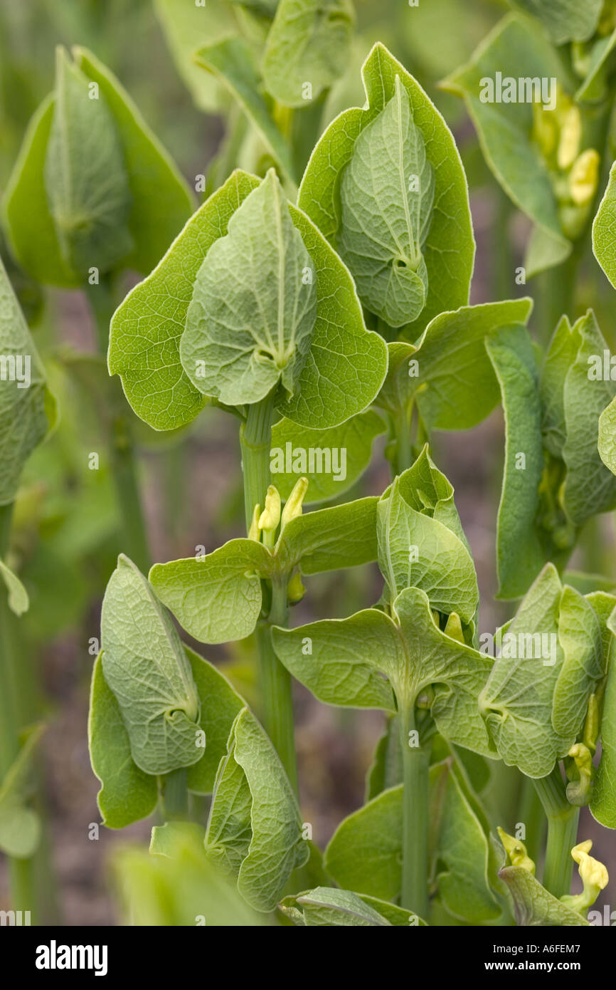 Natural shot of Birthwort/Snake wort 'Aristolochia' Stock Photo