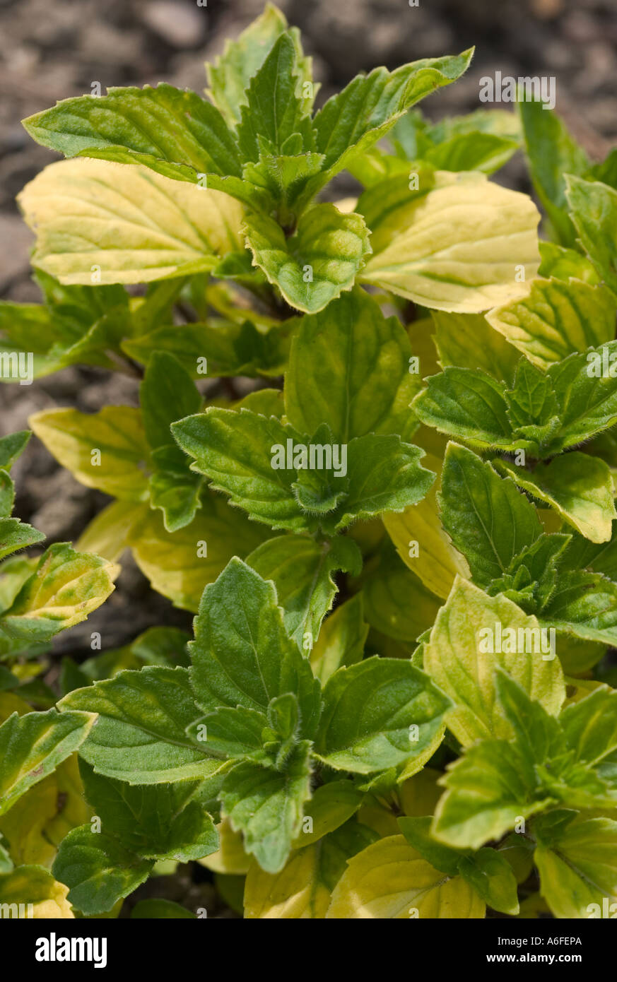 Close up shot of Ginger mint 'Mentha x gracilllis' variegated yellow/green leaves Stock Photo