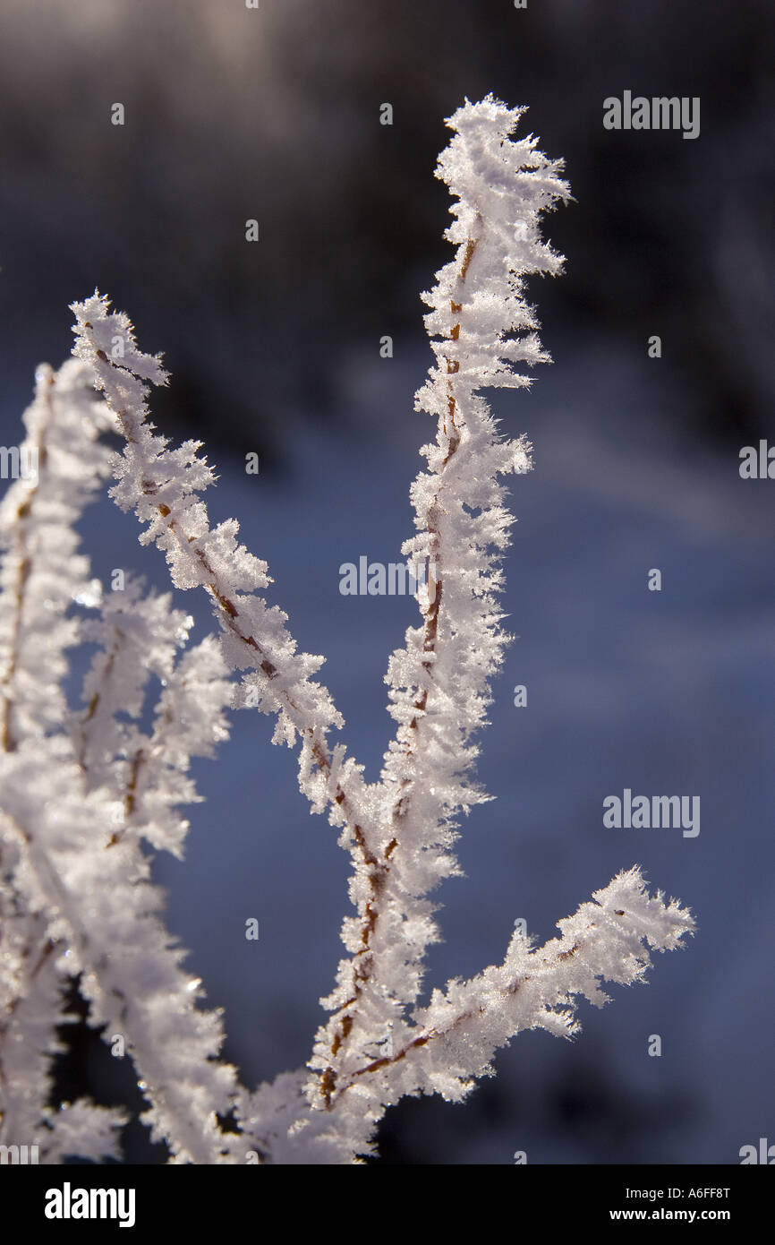 A closeup of willow branches covered with frost against a blue sky in the Martis Valley near Truckee California Stock Photo