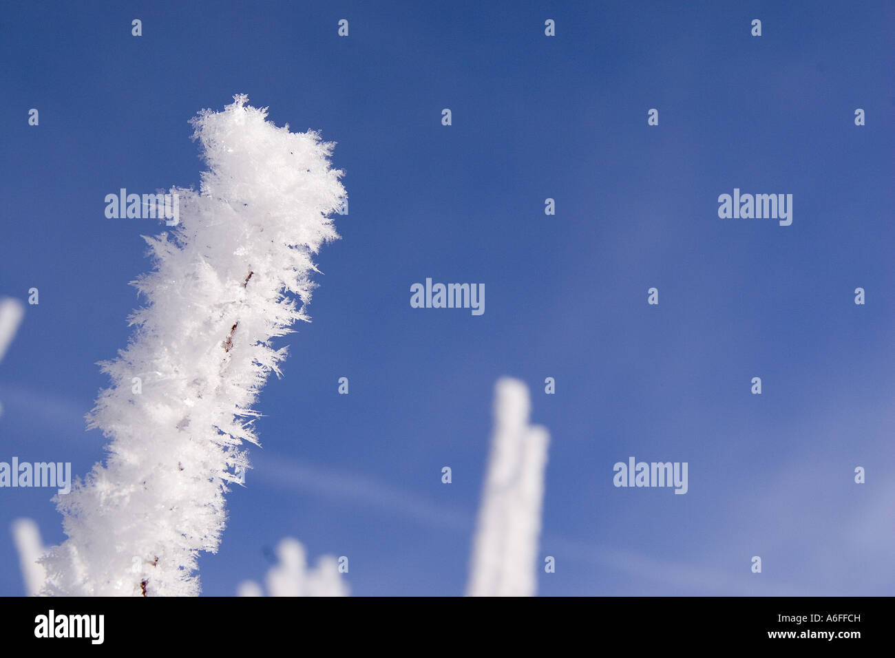 A closeup of willow branches covered with frost against a blue sky in the Martis Valley near Truckee California Stock Photo