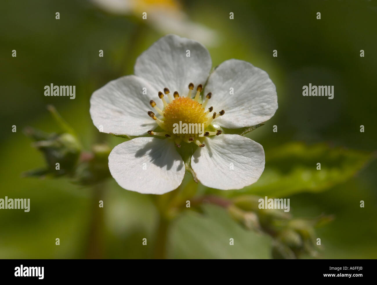 Flowering wild strawberry hi-res stock photography and images - Alamy
