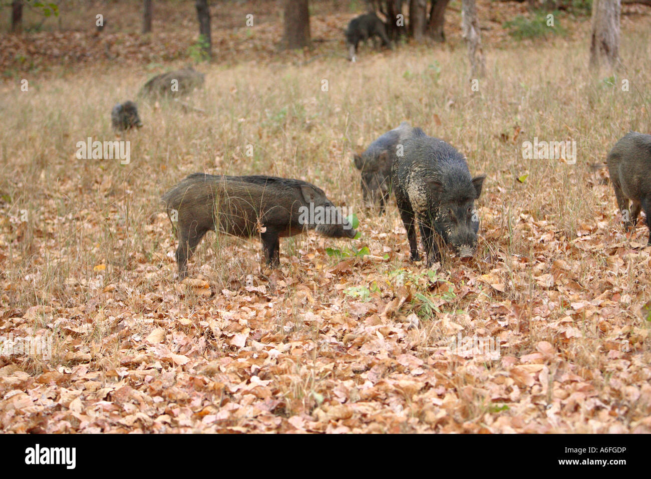 Wild boar Sus scrofa feeding on the forest floor in a wildlife reserve ...