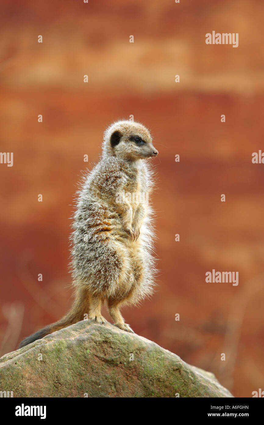 Meerkat Suricata suricatta lookout stand erect on its hind legs on a