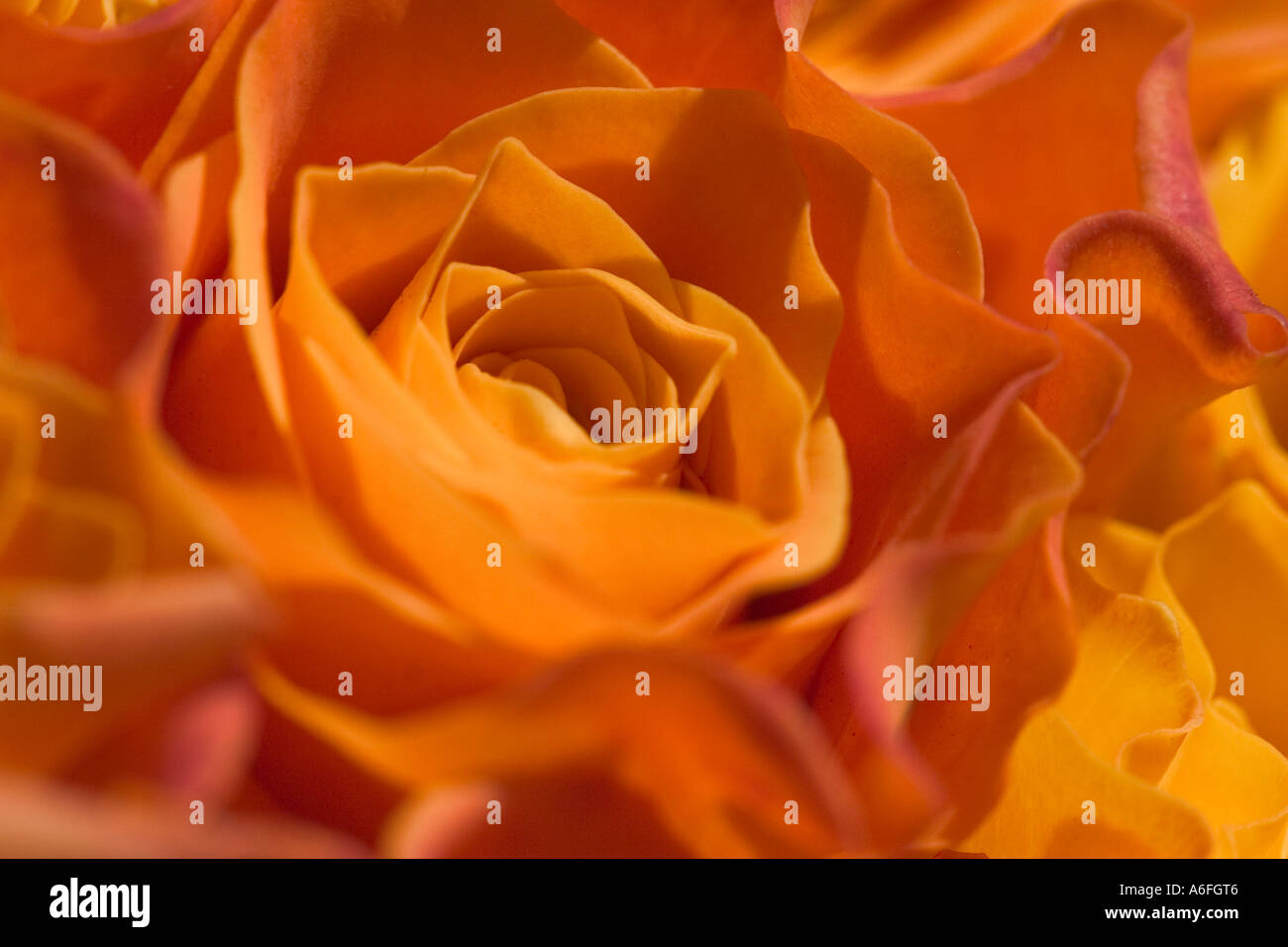 common-name-roses-latin-name-rosa-stock-photo-alamy