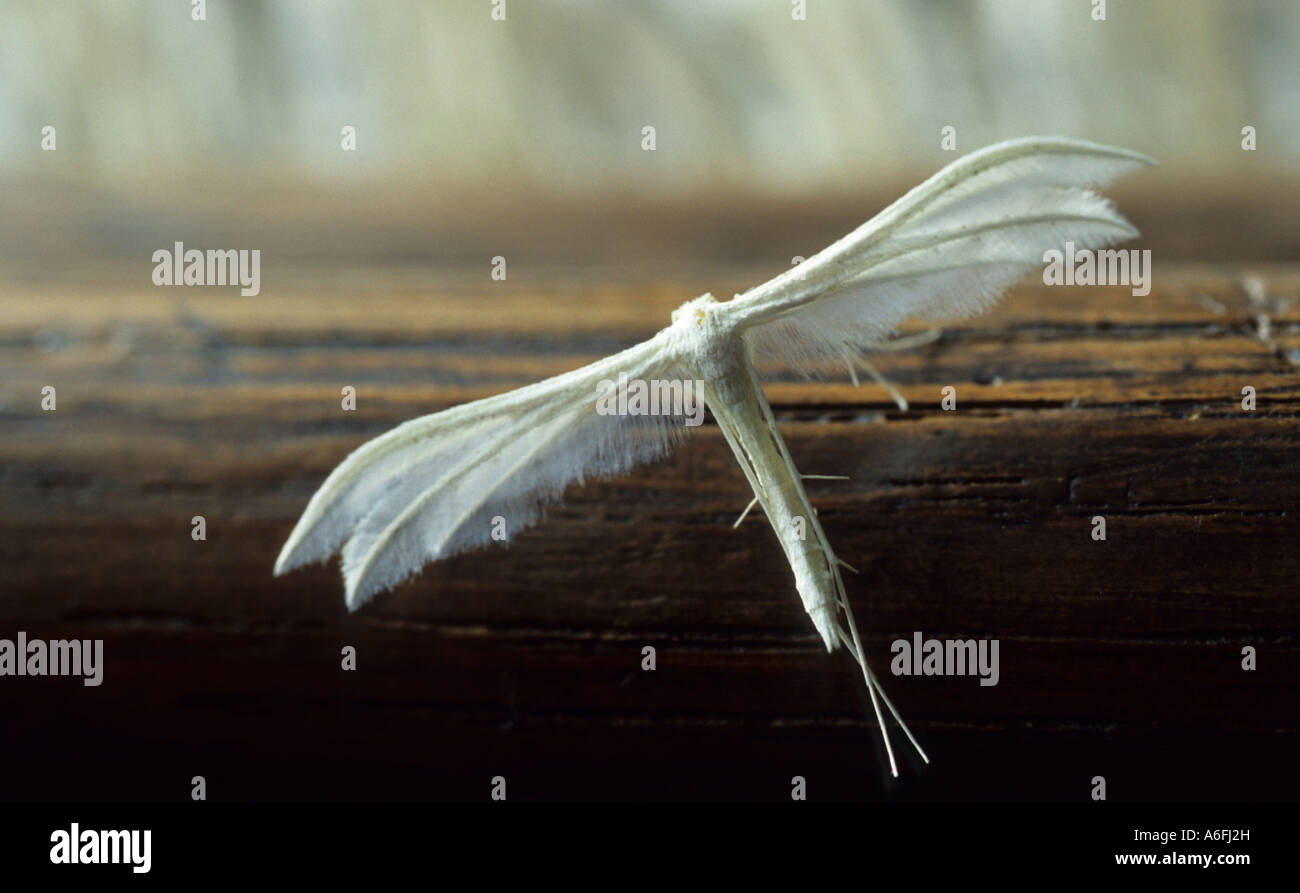 Moth on a piece of furniture Stock Photo - Alamy