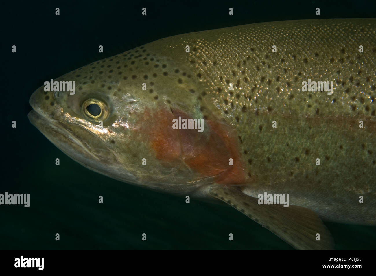 Rainbow trout head against black Stock Photo Alamy