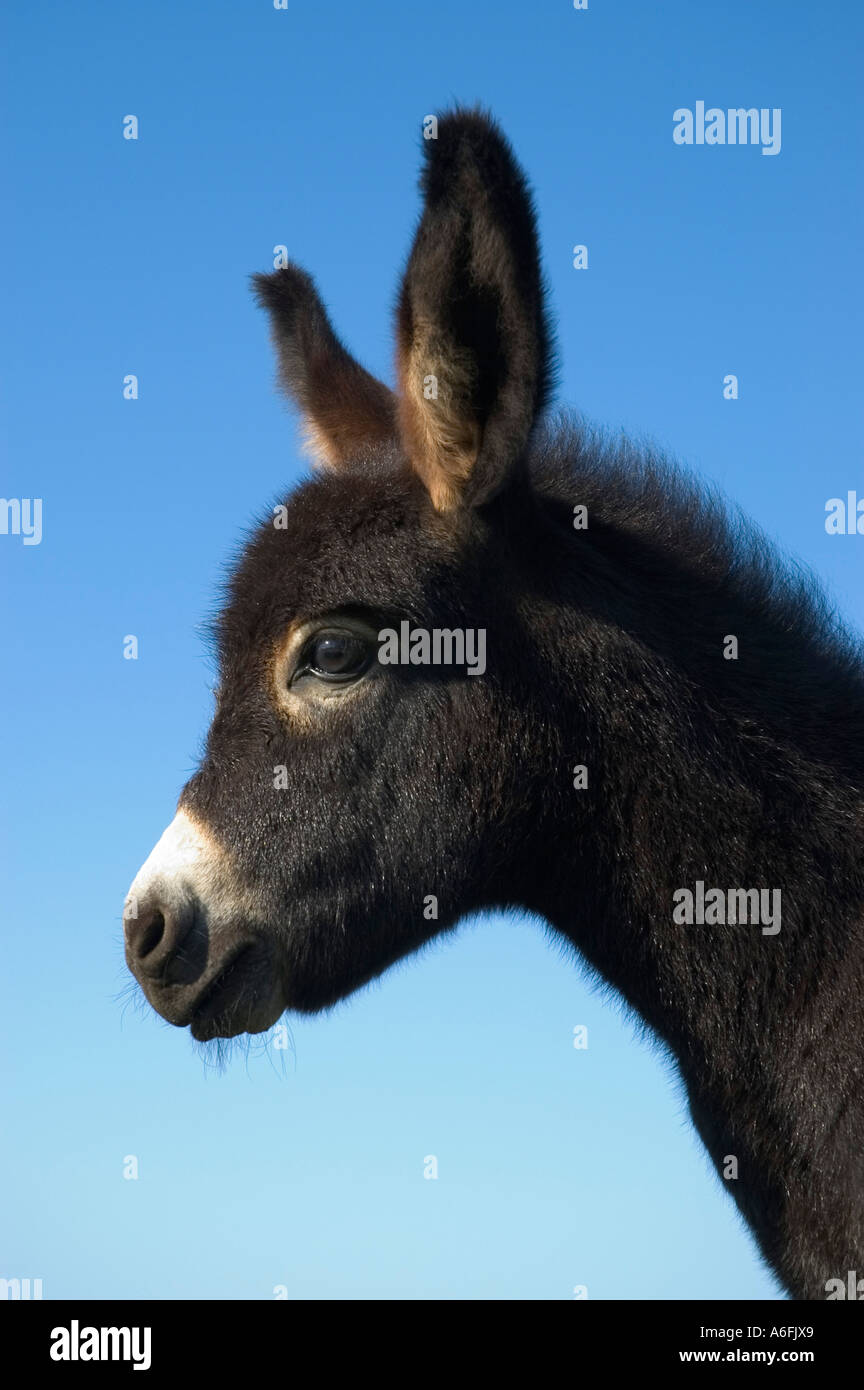 Portrait of a young donkey foal Stock Photo - Alamy