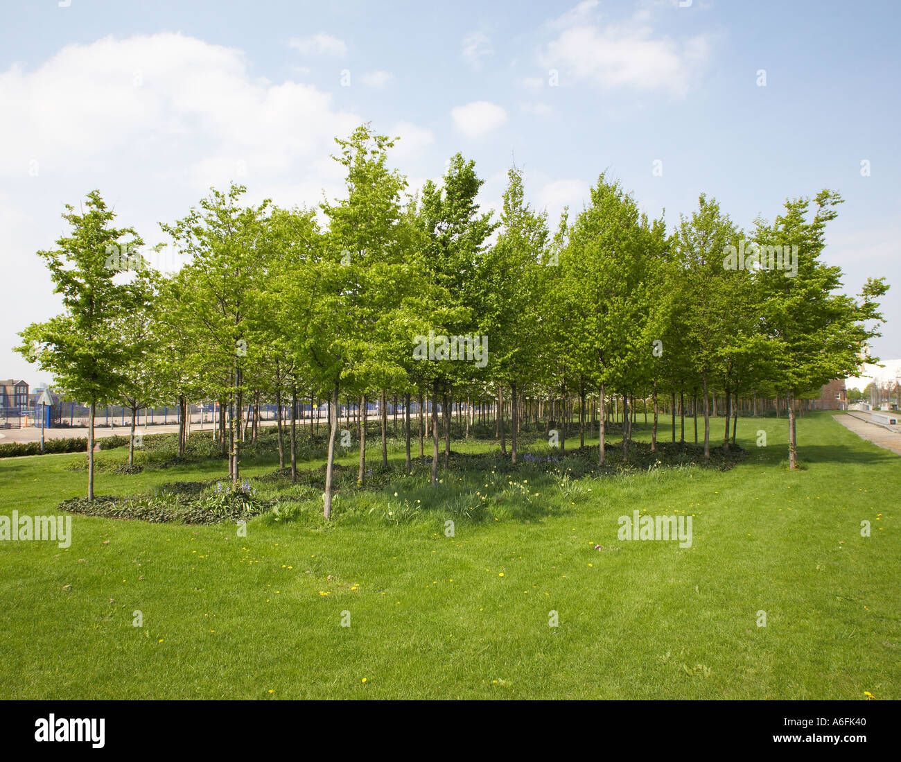 green trees in parkland Stock Photo