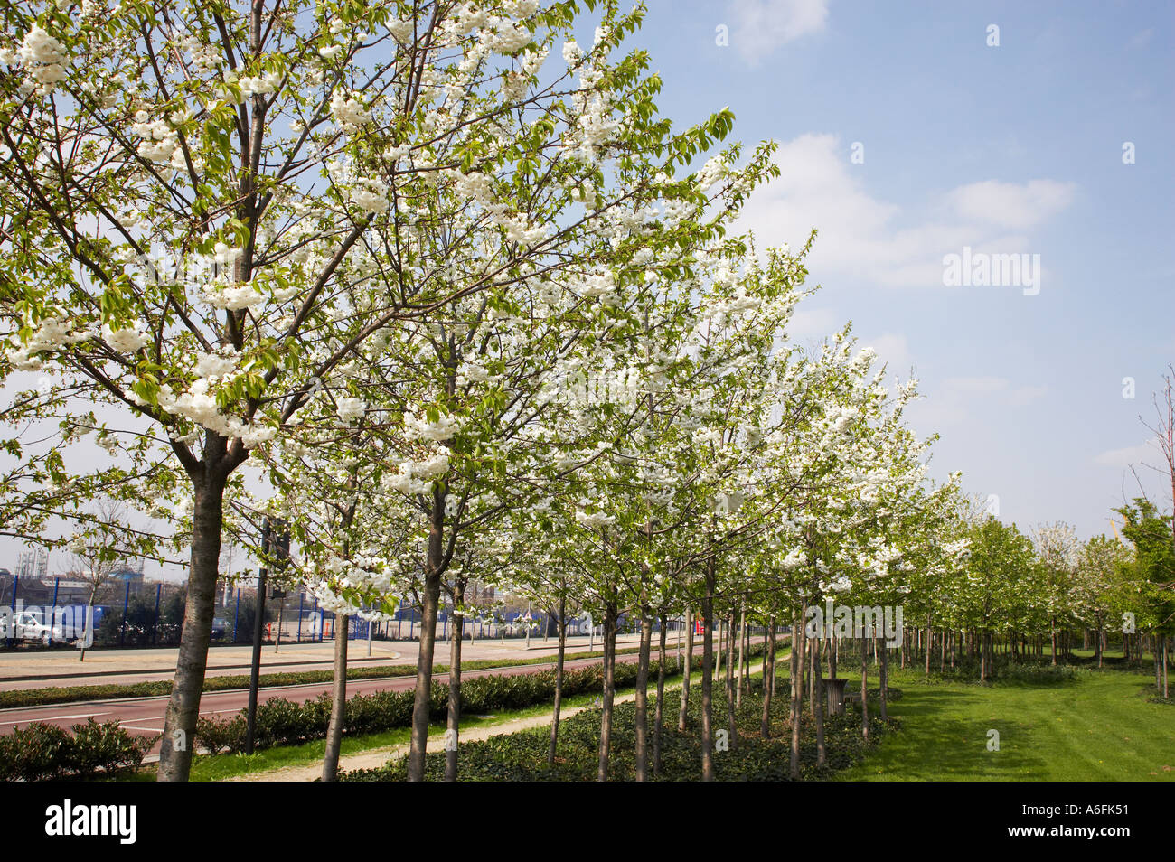 blossom trees in spring Stock Photo