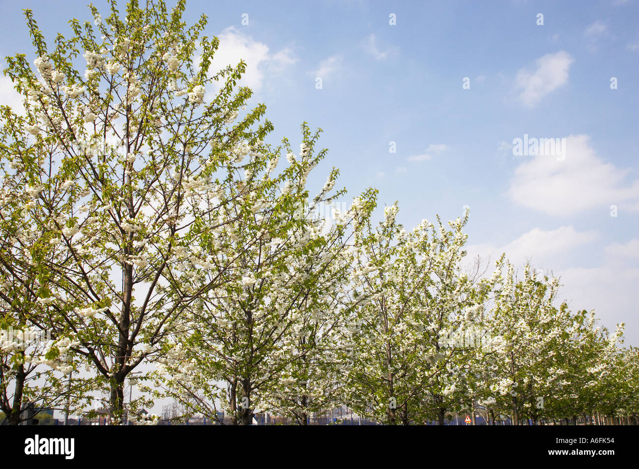 blossom trees in spring Stock Photo