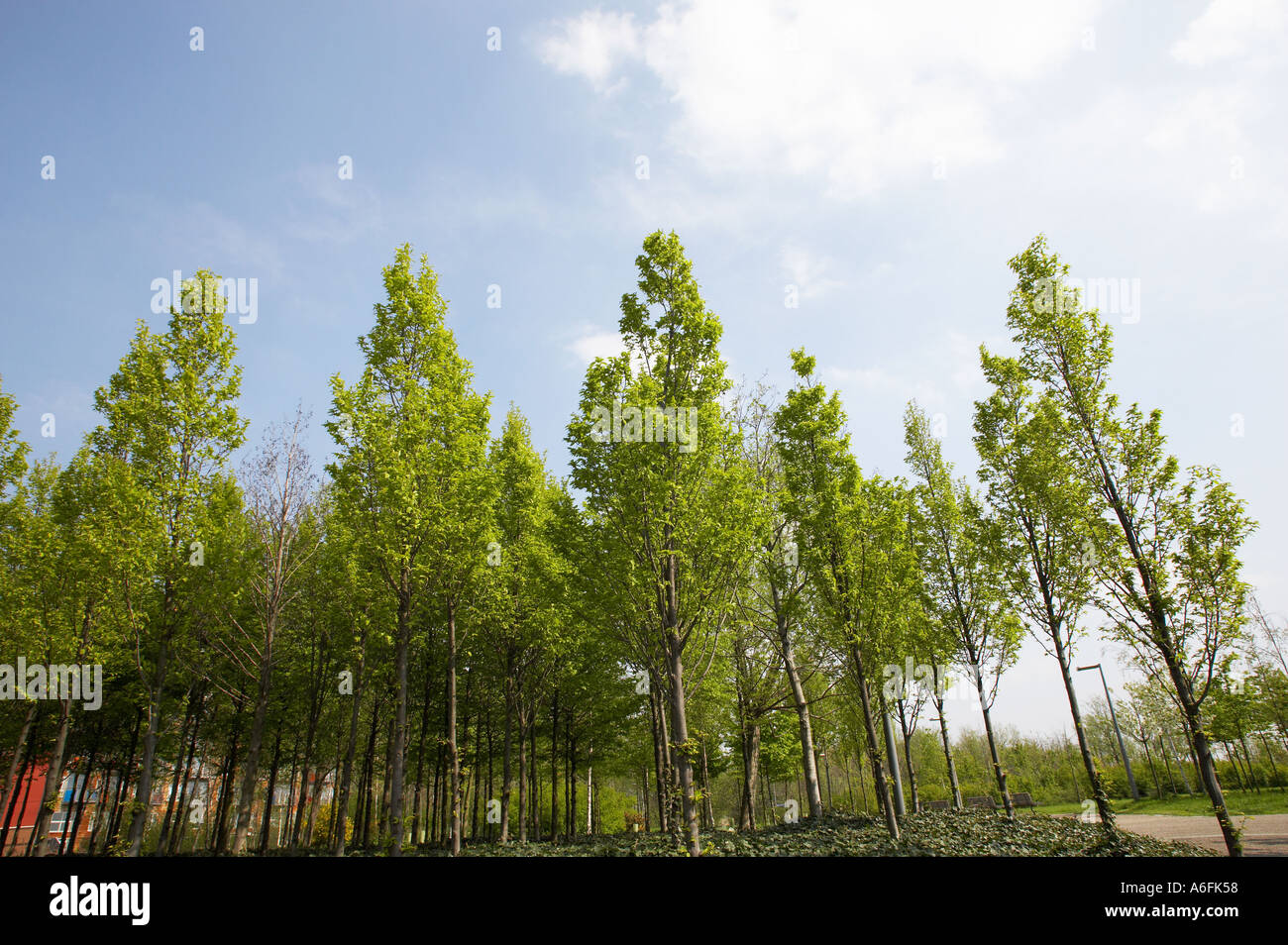 trees Stock Photo