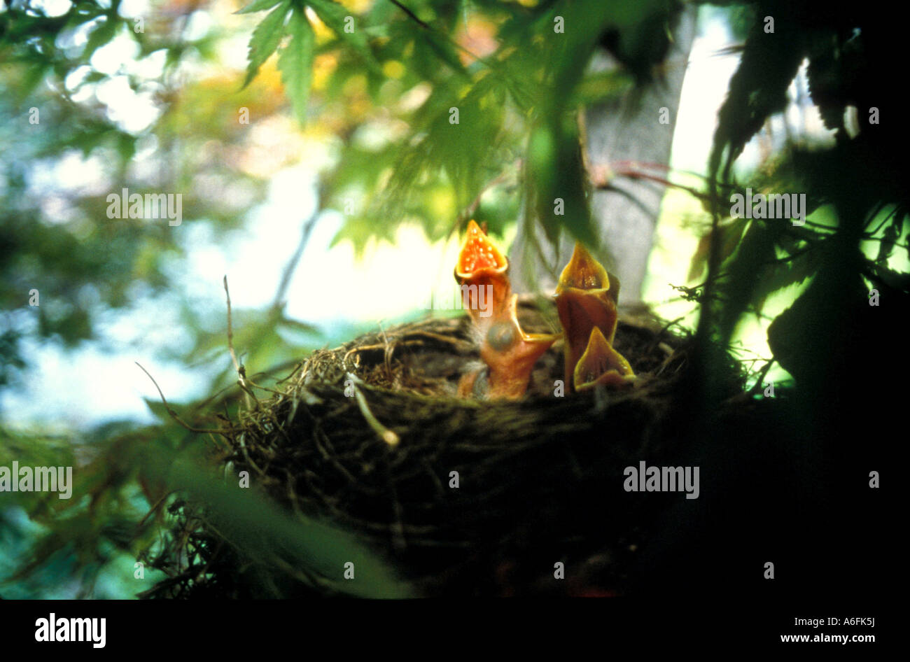 Baby birds robins in nest cry for food Stock Photo Alamy