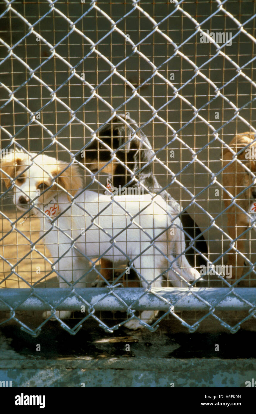 Dog pound hires stock photography and images Alamy