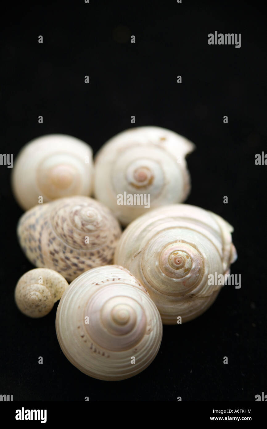 Seashells on black background Stock Photo - Alamy
