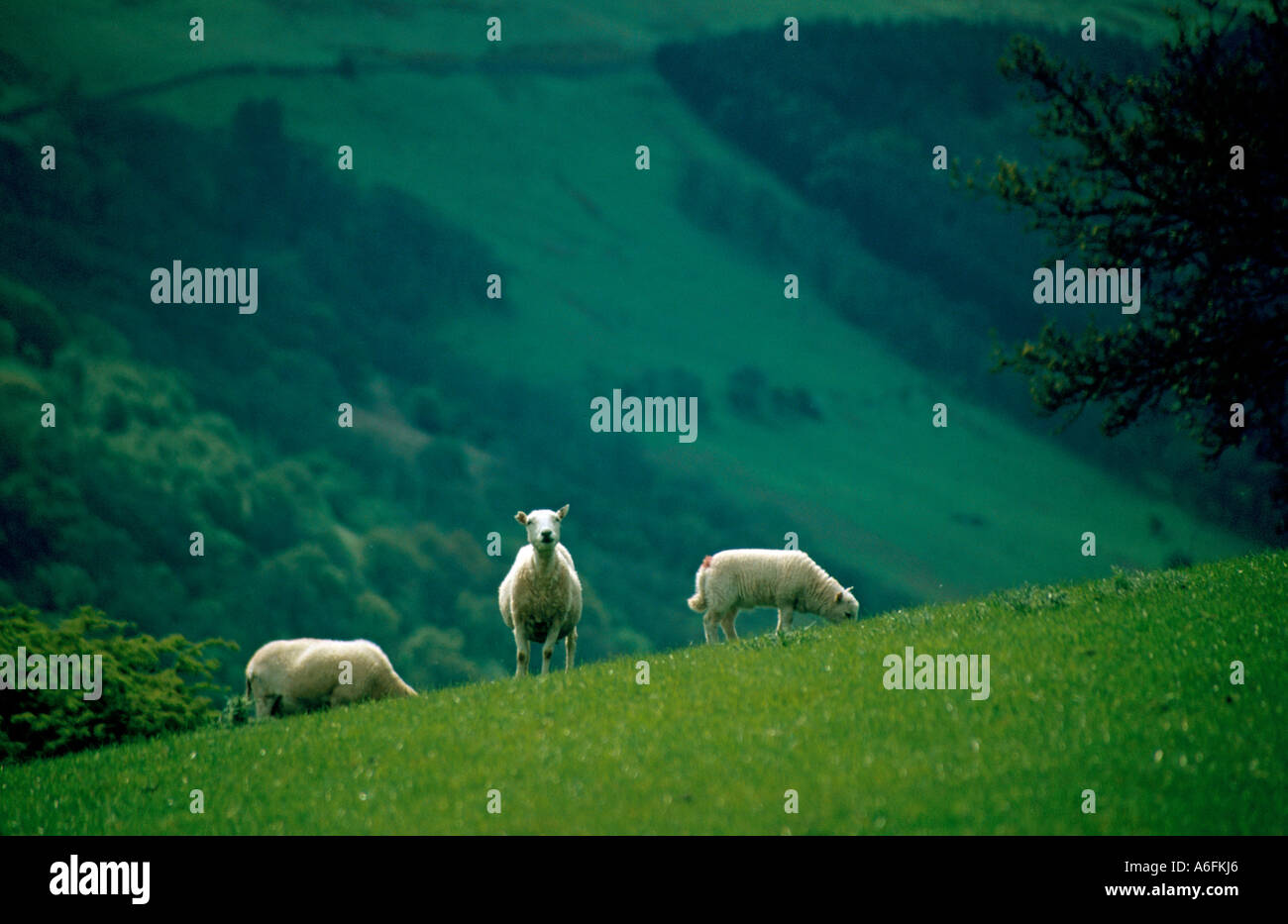 Three sheep in a rural landscape with a backdrop of green hills Powys ...