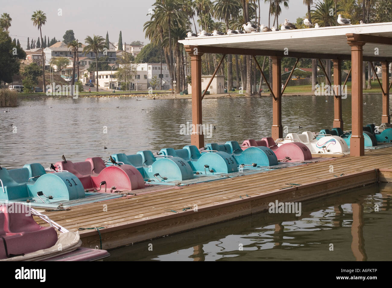 Paddle boats lined up at dock of lake at Echo park in Los Angeles