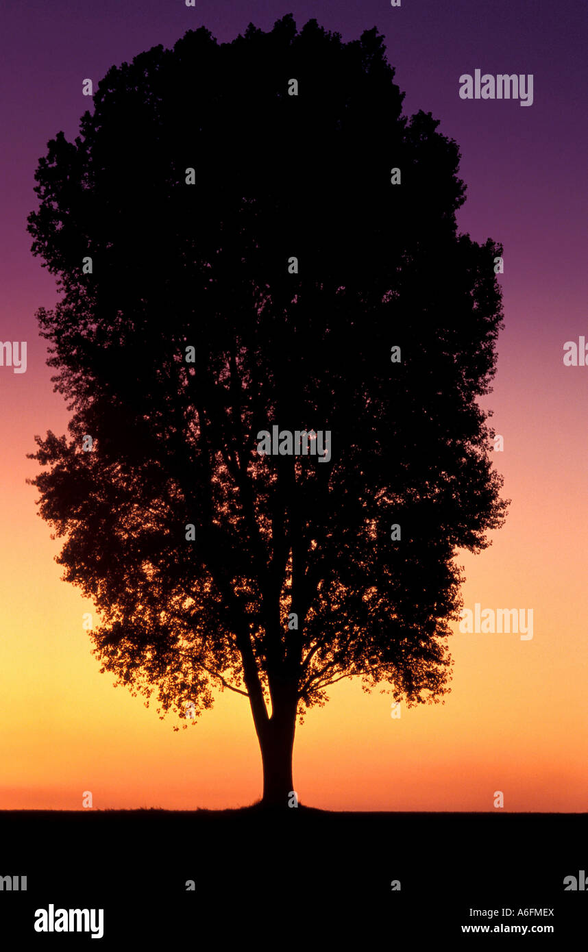 A lone tree in field Stock Photo - Alamy