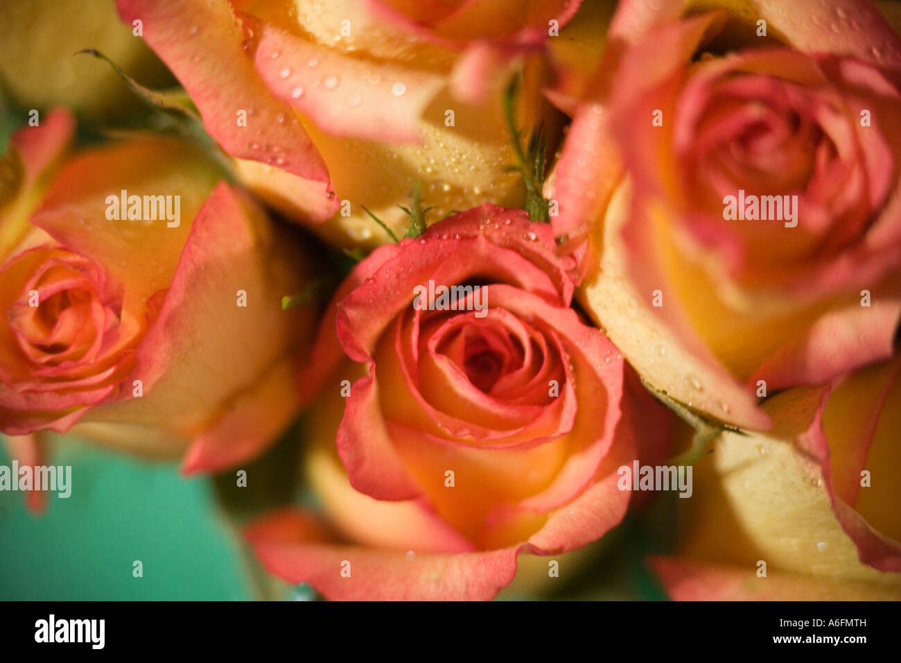 Roses close up Stock Photo Alamy