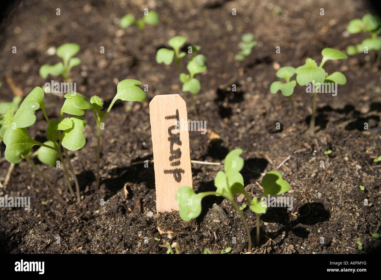 Turnip seedlings Stock Photo 11563203 Alamy