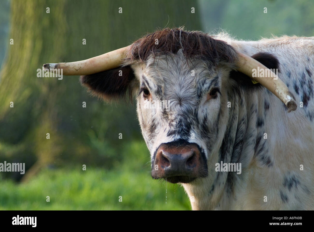 Longhorn cow in field Stock Photo