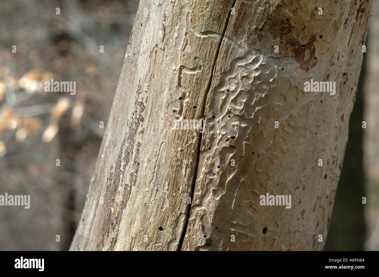 Dying fir tree hires stock photography and images Alamy