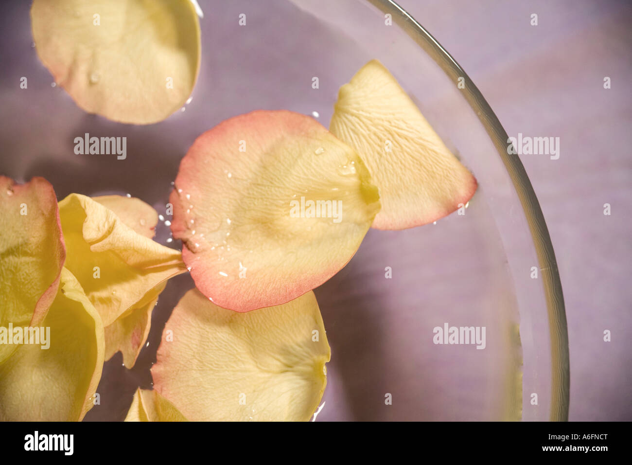 Flower petals floating in bowl of water Stock Photo Alamy