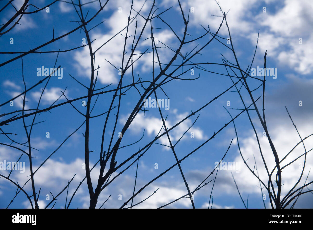 Bare tree branches against a blue sky with clouds Stock Photo - Alamy