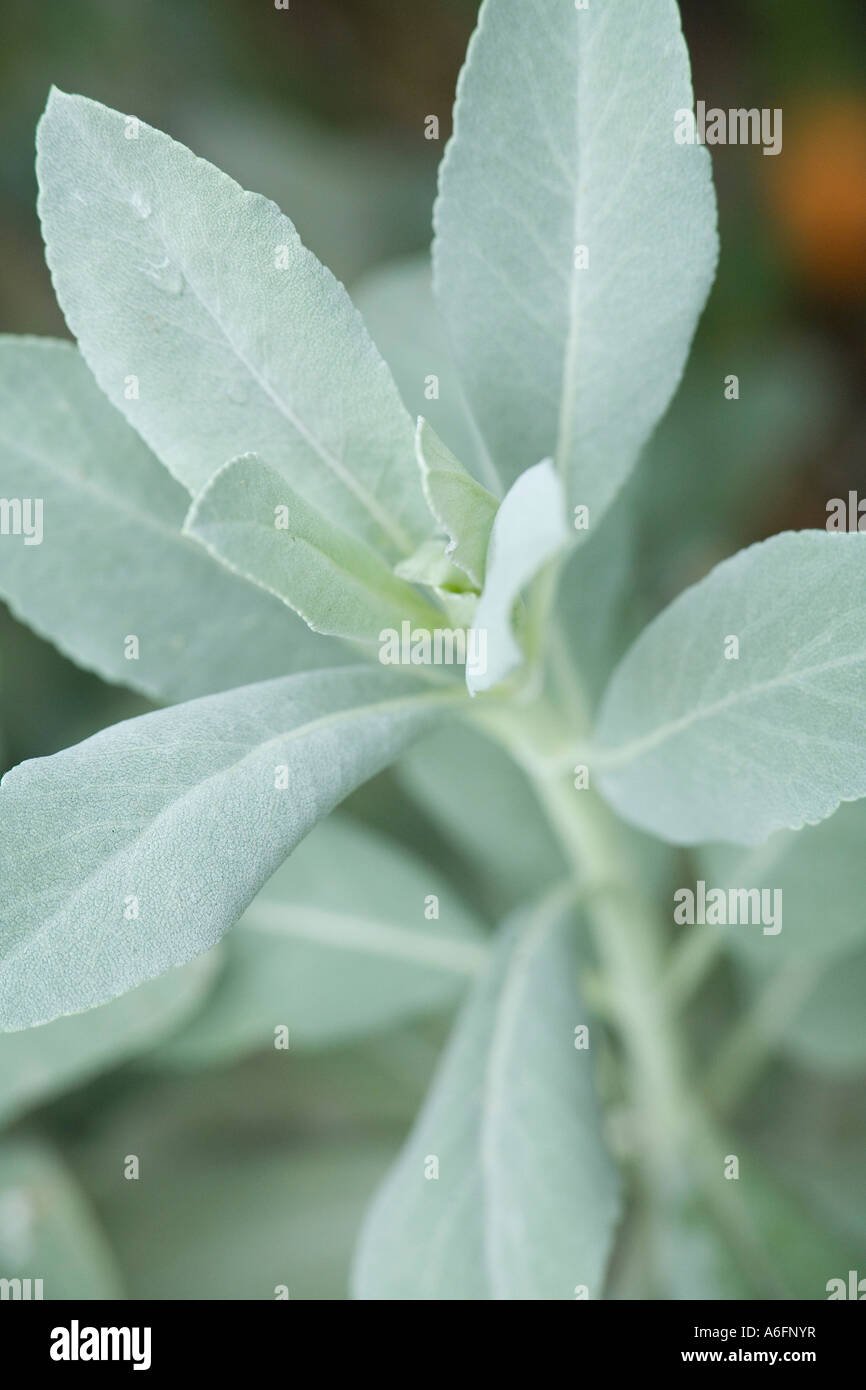 Close up of Native American ceremonial white sage plant Stock Photo Alamy