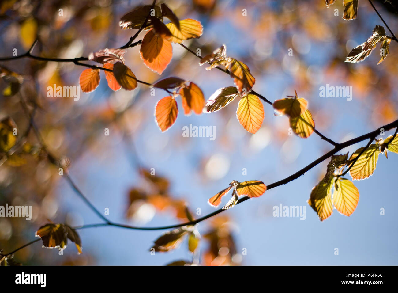 Sunlit summer leaves hi-res stock photography and images - Alamy