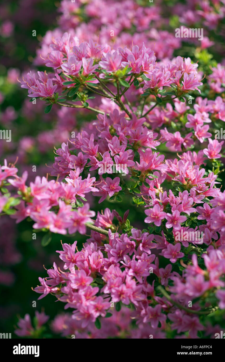 Rhododendron Kiritsubo Stock Photo
