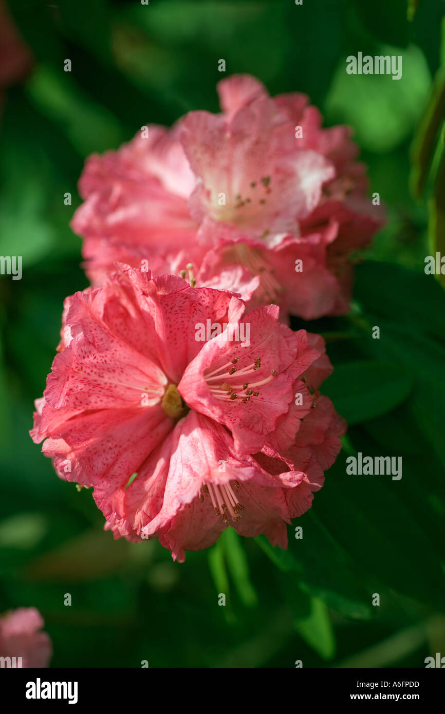 Rhododendron arboreum subsp cinnamomeum Stock Photo - Alamy