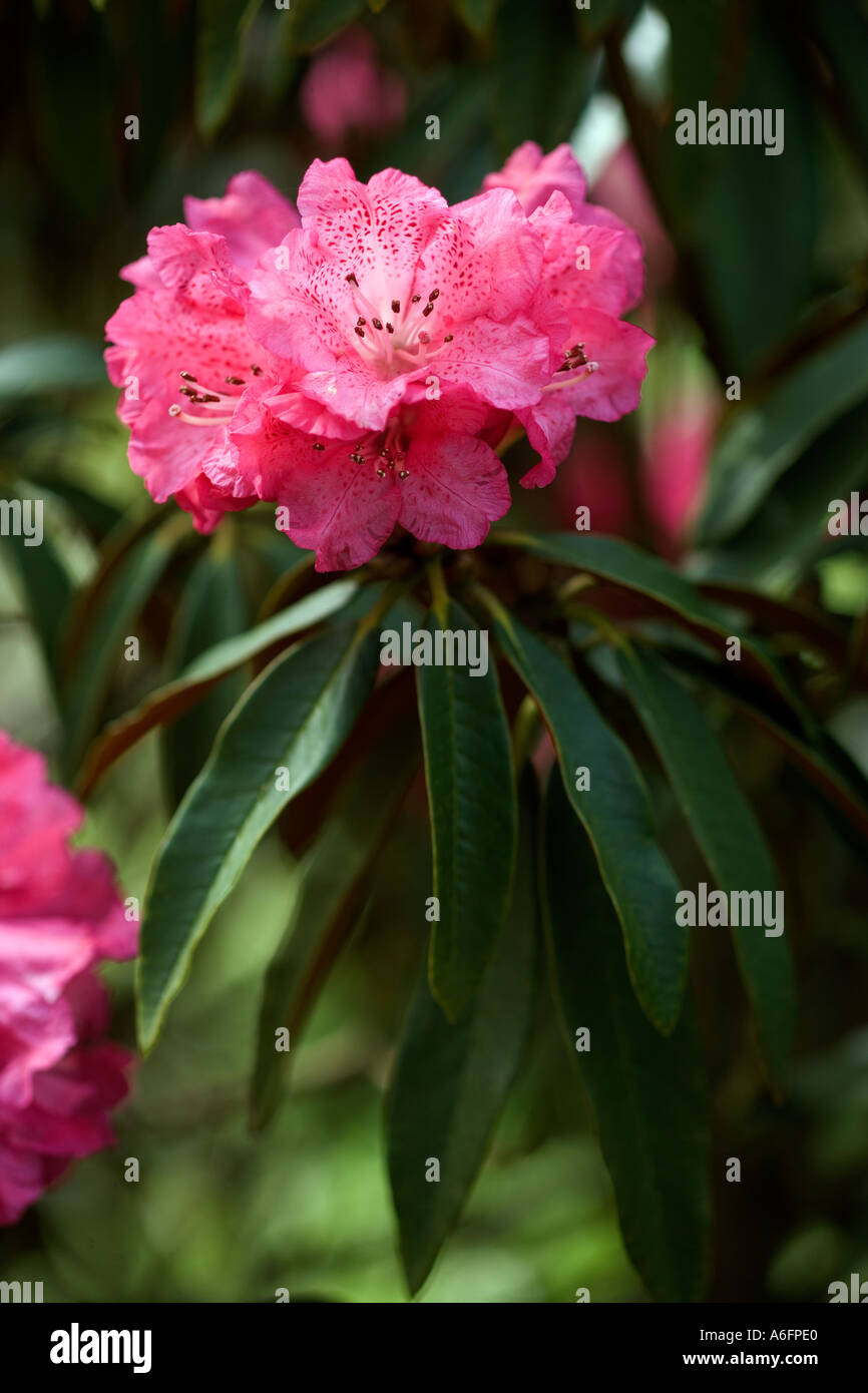 Rhododendron arboreum subsp cinnamomeum Stock Photo - Alamy