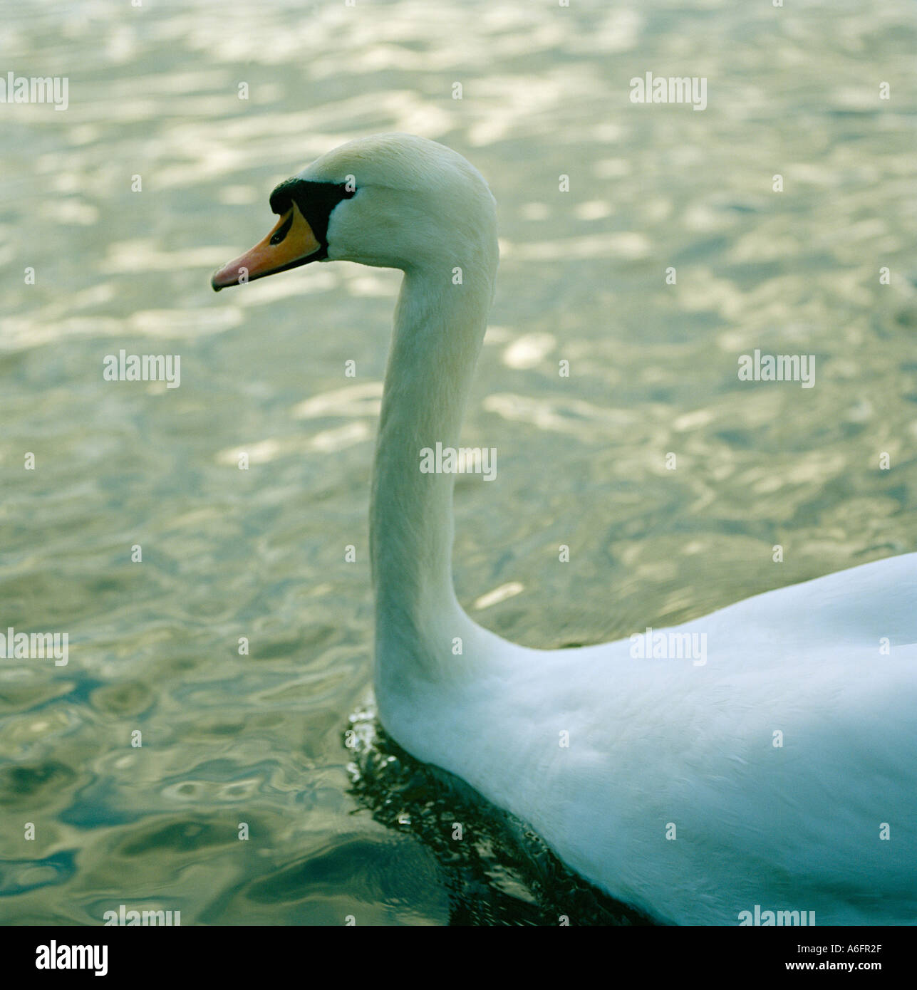 Swan in profile swimming Stock Photo