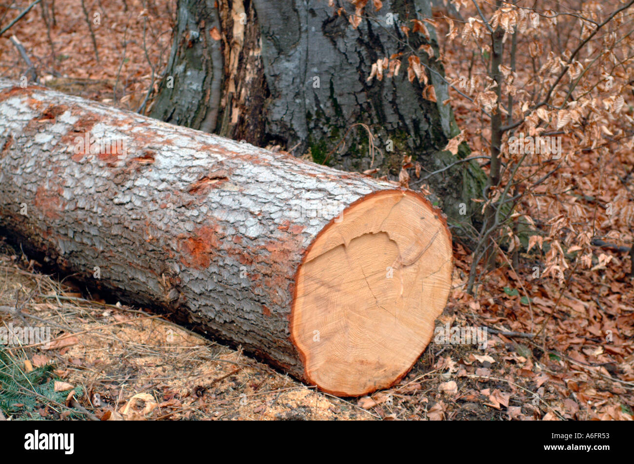 Cut Down Beech Tree In Temperate Forest Near Piatra Neamt Moldavia Stock Photo Alamy Cut Down Beech Tree In Temperate Forest Near Piatra Neamt Moldavia Stock Photo Alamy