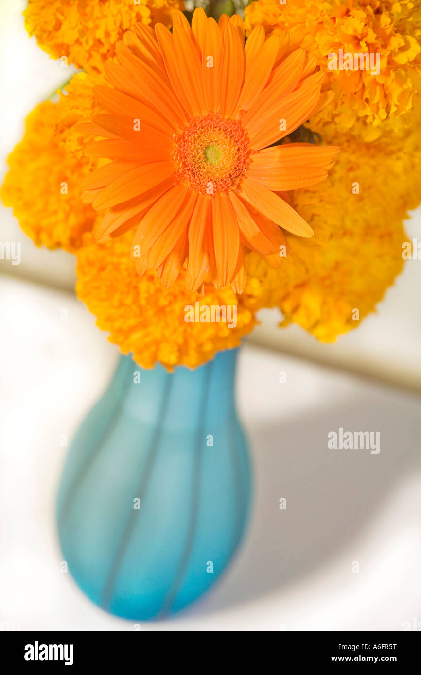 Marigolds in sky blue vase Stock Photo Alamy