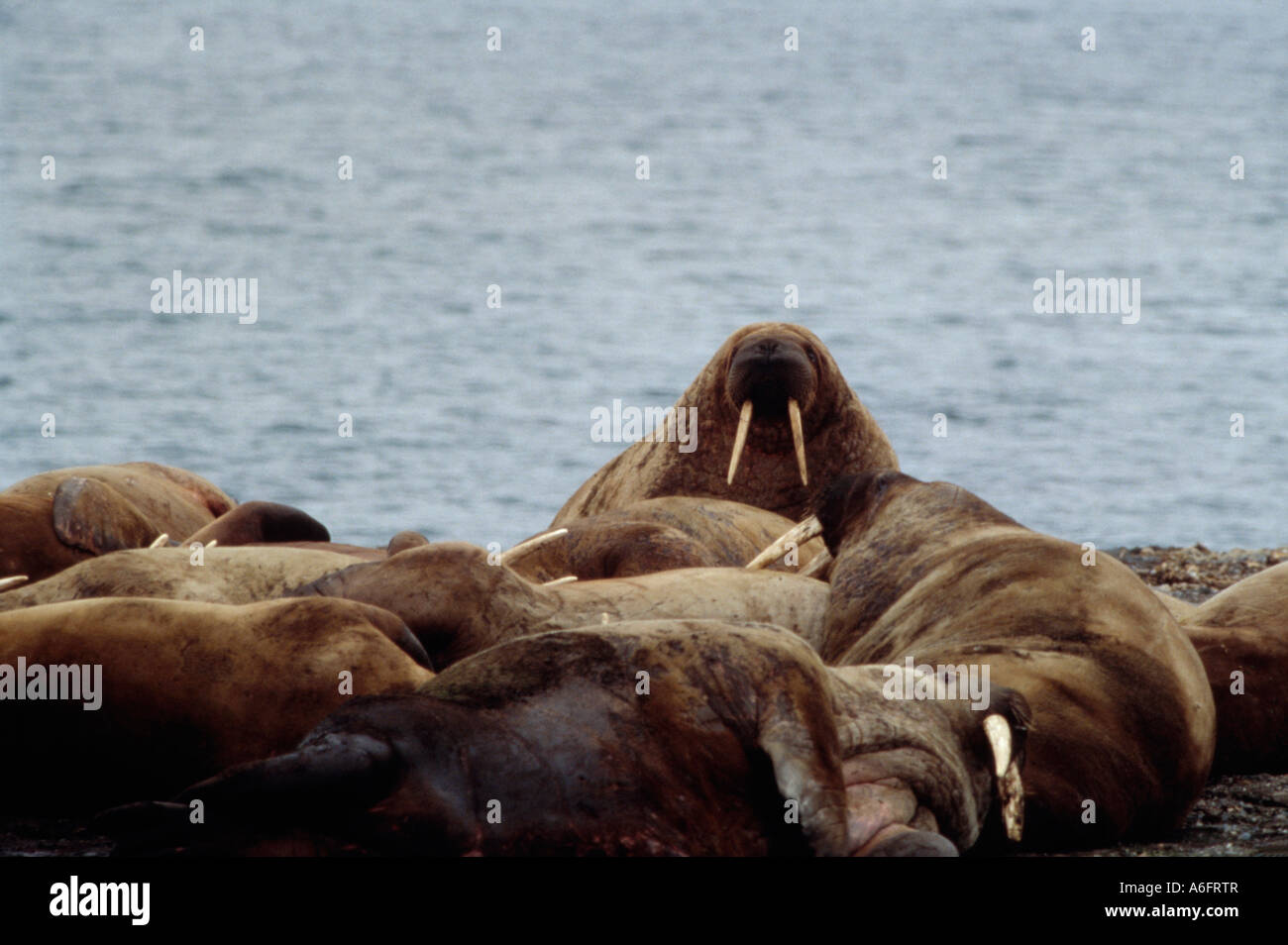 Several Walrus Odobenus rosmarus laying on the shore of Lagoya Island Svalbard Norway Stock Photo