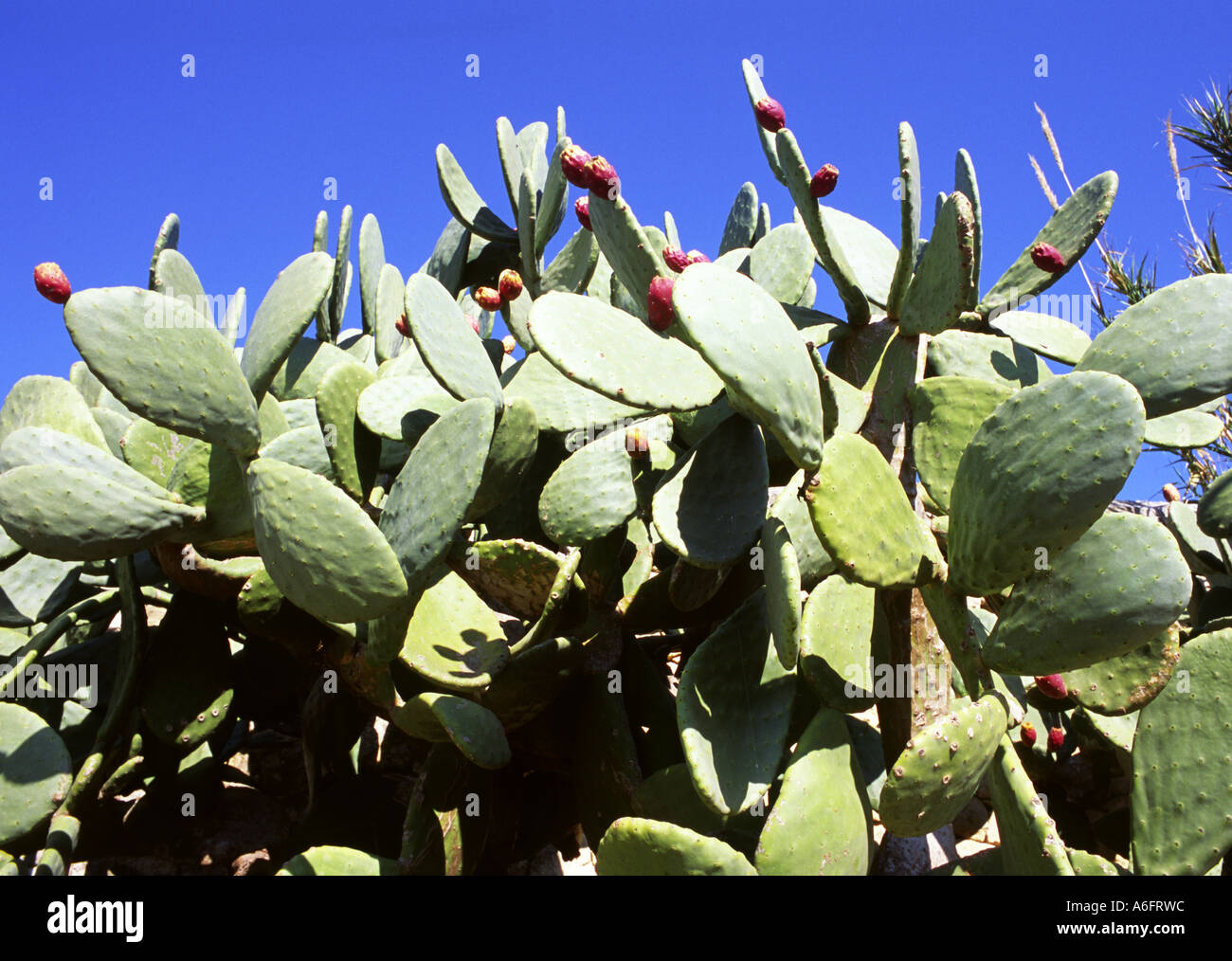 Prickly pear, Malta Stock Photo Alamy