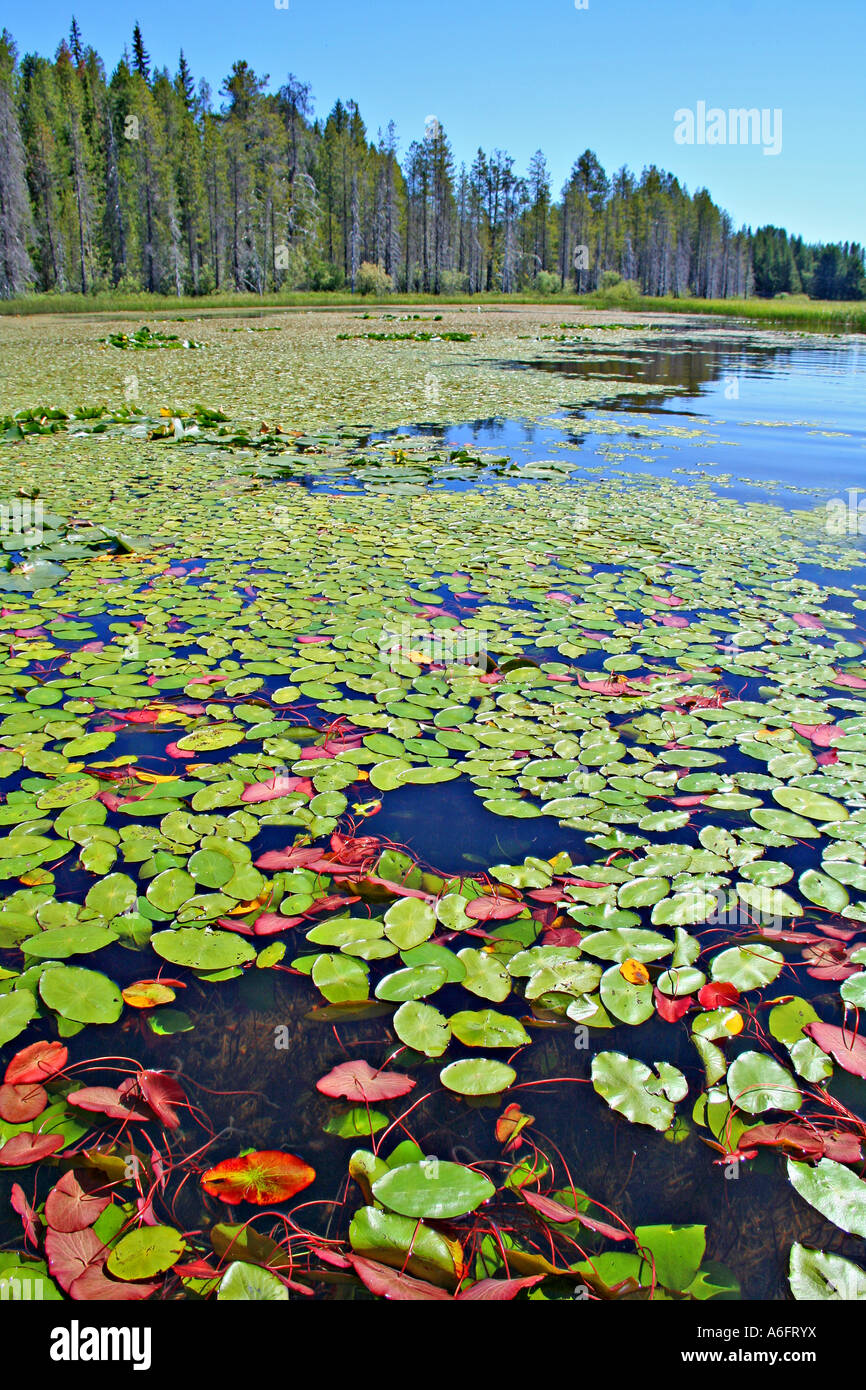 Ecological succession hires stock photography and images Alamy