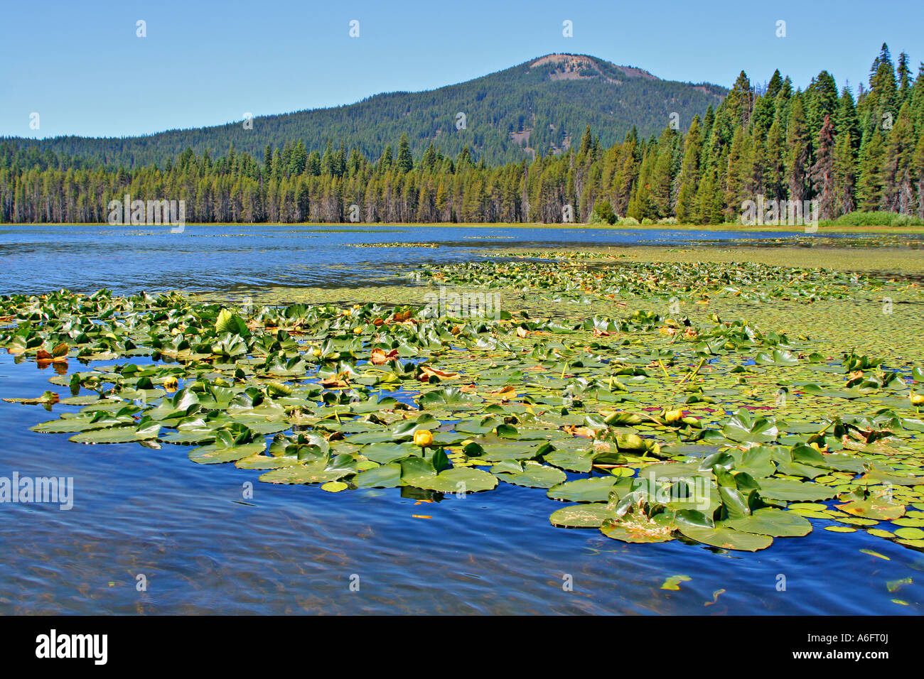 Ecological succession,types , mechanism,example | PDF, image size:1300x956