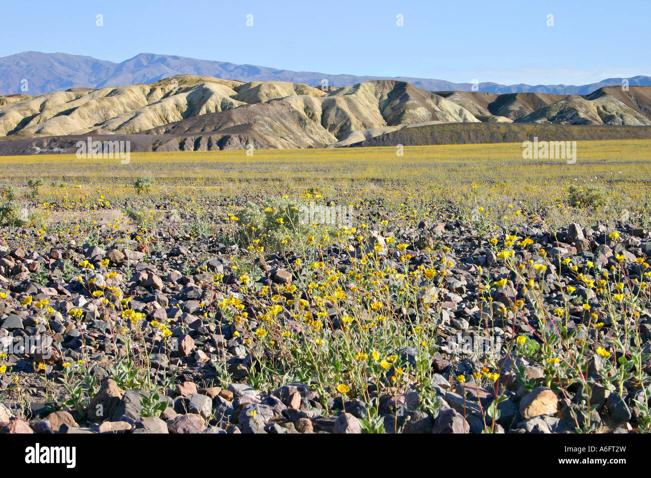Desert Gold wildflowers Death Valley National Park California Stock ...