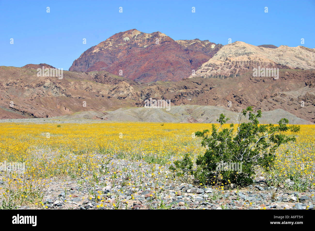 Wildflowers desert death valley hi-res stock photography and images - Alamy