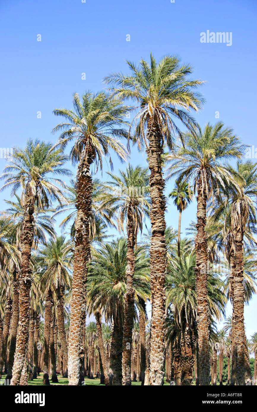 Grove of date palm trees at Furnace Creek in Death Valley National Park