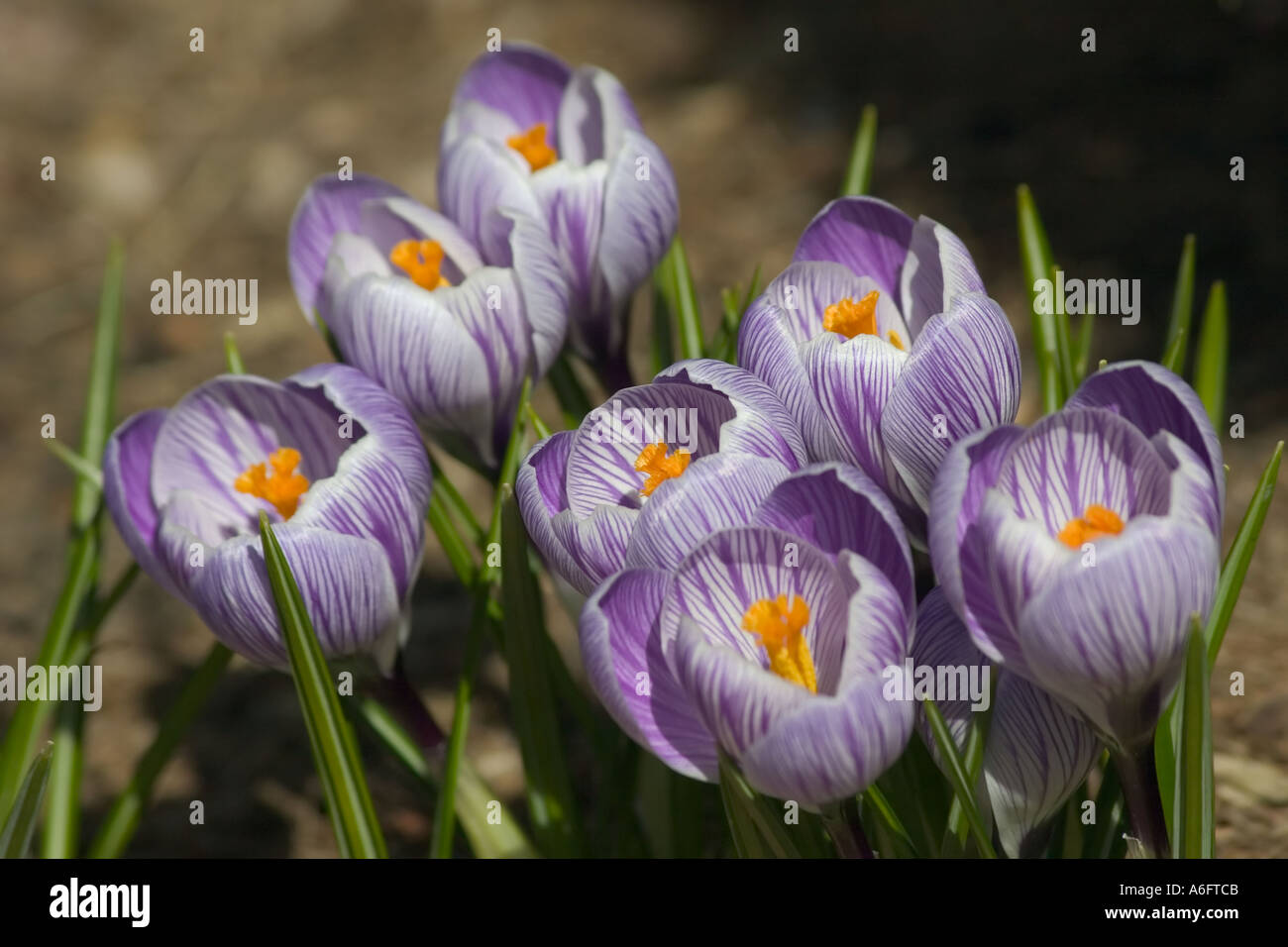 Crocus bloom in spring Stock Photo Alamy