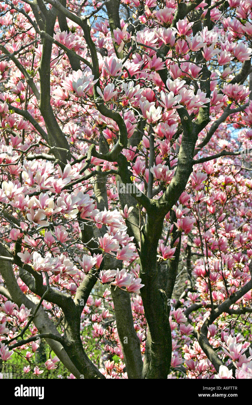 Magnolia tree in bloom Central Park New York City Stock Photo - Alamy