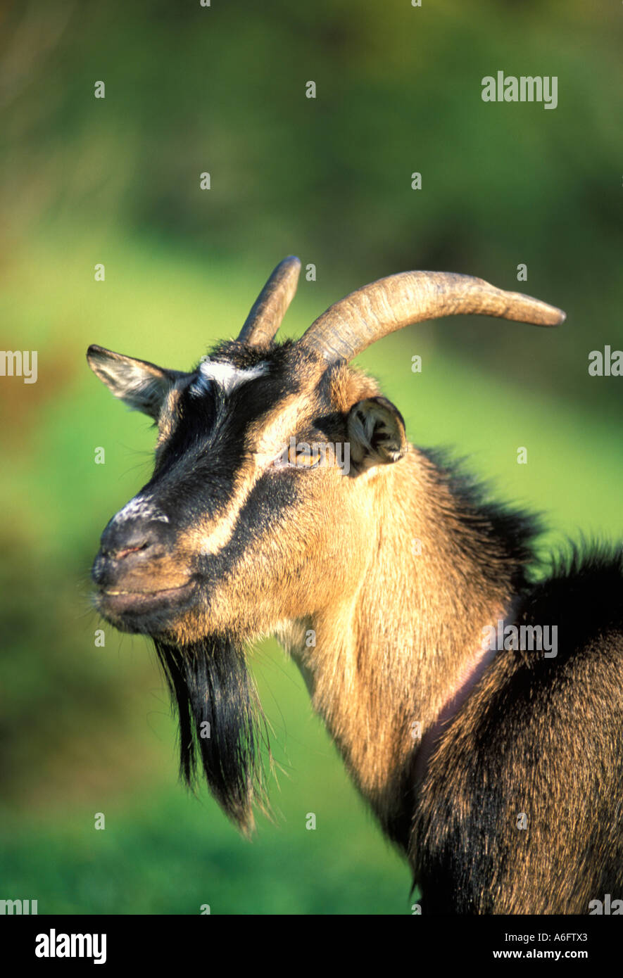 Goat Deutsche Edelziege Portrait Stock Photo Alamy